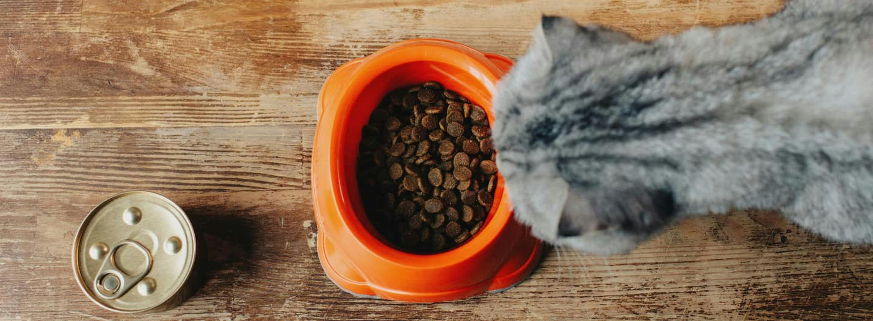 Como a ração para gato influencia a saúde do seu pet? 