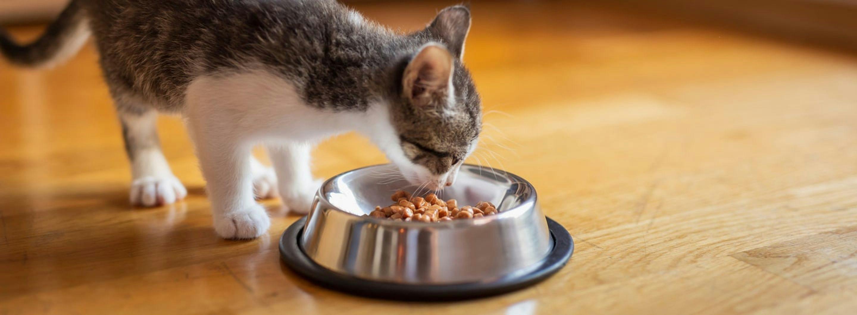 7 Respostas para as perguntas mais frequentes sobre comida húmida para gatinhos